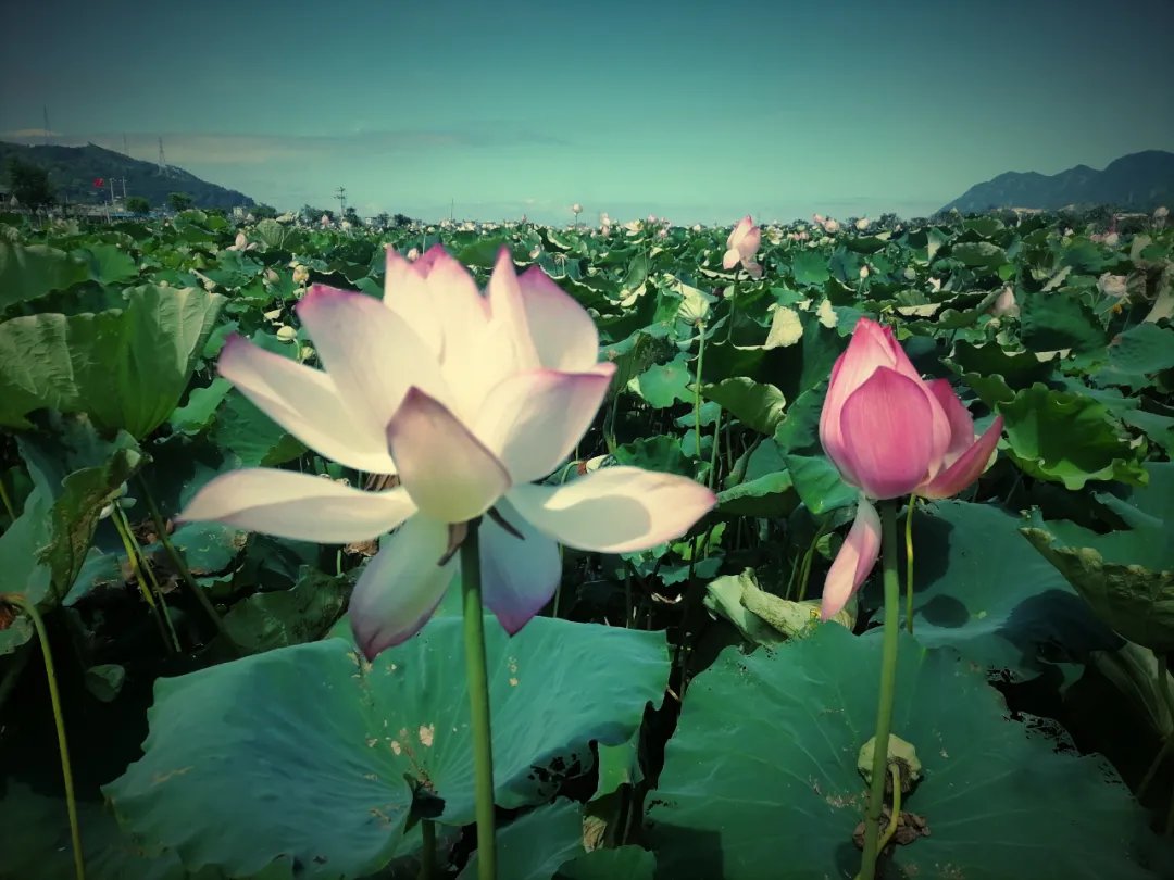 荷花季|夏日最美荷花季！霞浦这两处赏荷地，你去过没有？