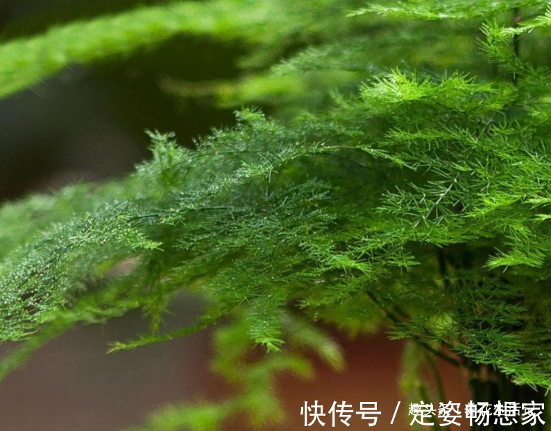 文竹枝叶枯黄，改善“3个”关键处，新芽萌发绿油油！