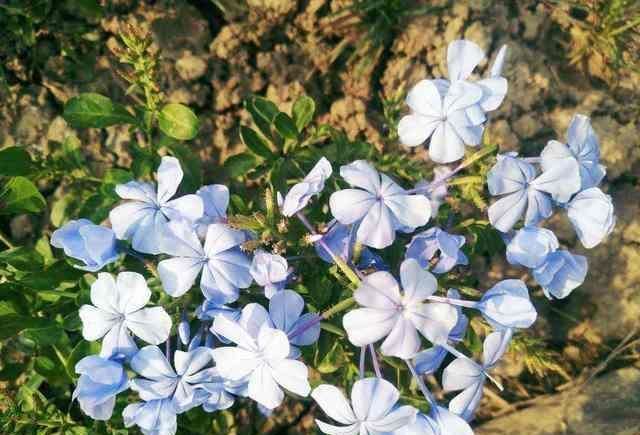 这花长得巴掌大，越晒花越多，一不小心就开成瀑布