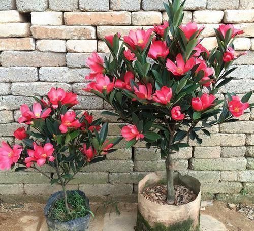 最“名贵”的茶花,花色艳丽,四季开花,已经被列为一级珍稀植物