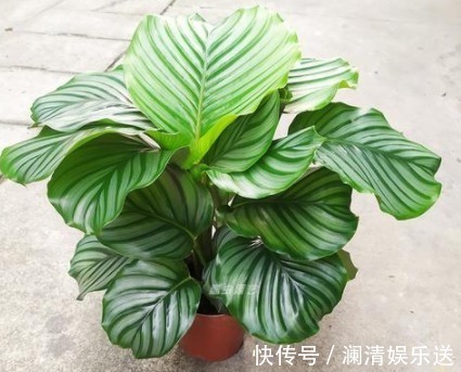 阳台上|养花人要牢记,5种花“喜阴、不喜阳”,摆在窗台,半天就晒黄叶