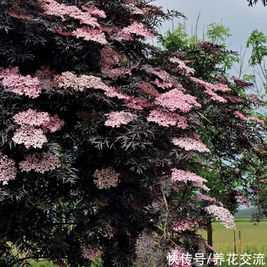  喜欢|为啥有朋友喜欢黑色花朵和黑叶子的植物，这8种植物谁会养？