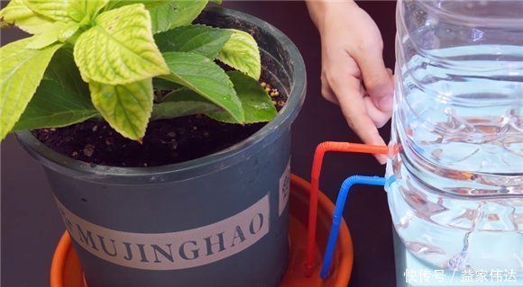 小苏打|空油桶不要扔,在上面插两根吸管,放在阳台上,全家人都要抢着用