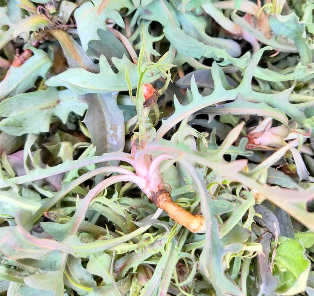 一样是苦菜，“大叶”和“小叶”有何区别知道以后别再乱买了