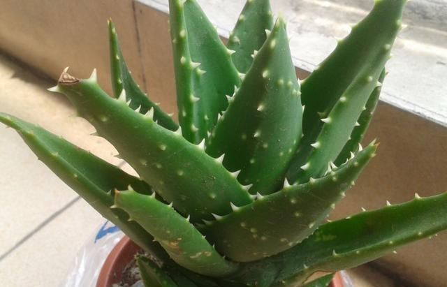 养文竹就要“狠”,黄叶枯枝直接剪,套个袋重新变成小树林