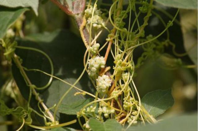 过家家|没有叶子没有根,生命力强的可怕,在农村是害草,城里却收30一斤