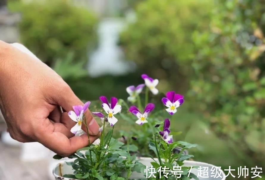 冬天植物养不好，别怪天气，方法不对