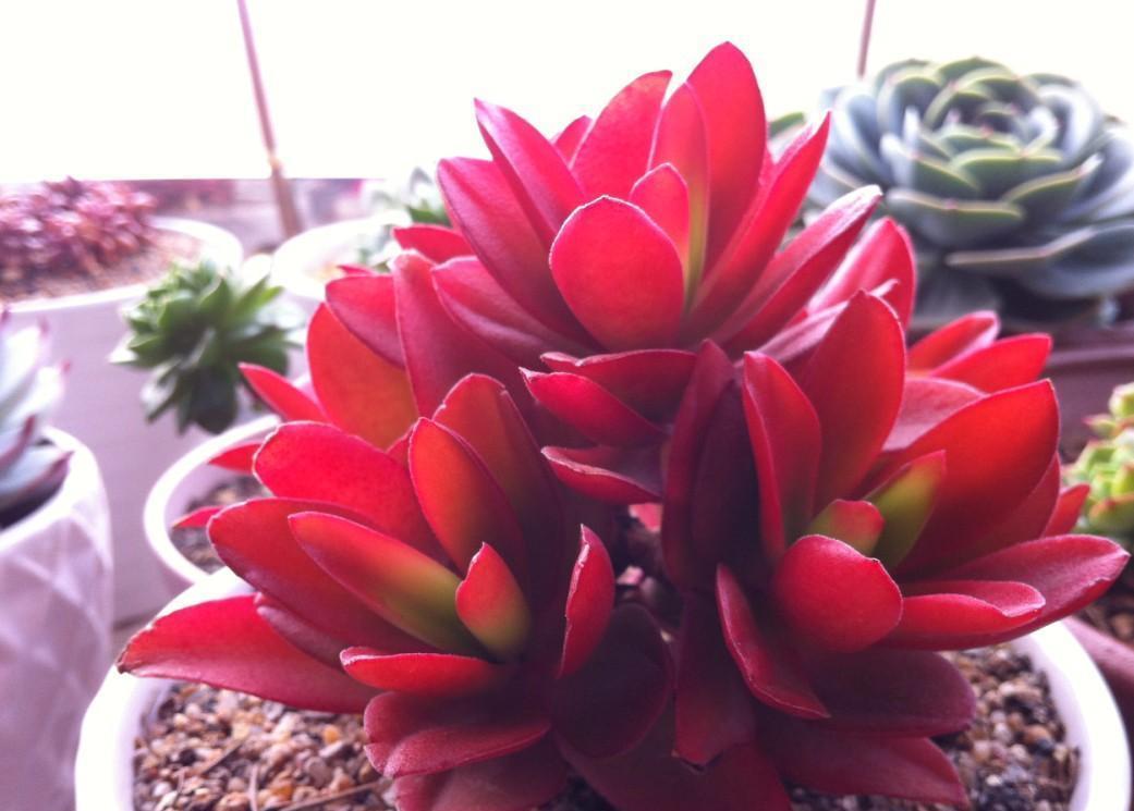 红红火火的火祭,今年就选它了,怎么才能养好呢?