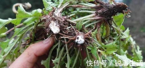 患上甲状腺结节|甲状腺结节的“元凶”找到了,若能及时避开,甲状腺或许笑开颜