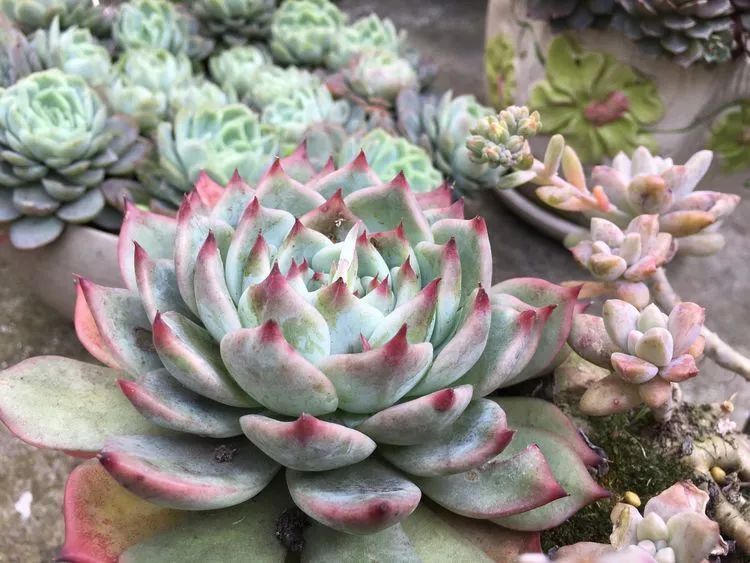 养多肉会上瘾,3年养了500多盆,既美化了环境又愉悦了心境!