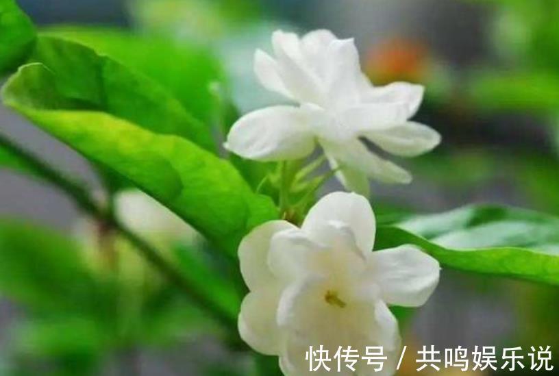 磷酸二氢钾|茉莉花还不开花赶紧做这一步,开花多一倍,满屋飘香