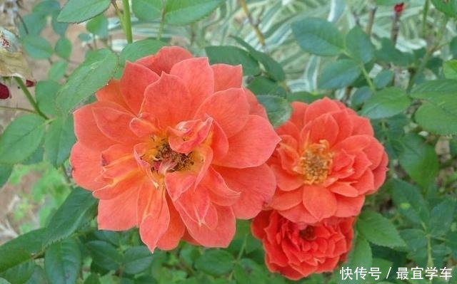 25款庭院月季推荐。助你打造五彩缤纷的庭院,丰花好养还能盆栽