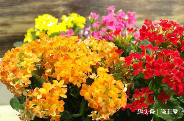 病虫害|长寿花什么时候修剪三种情况赶紧剪,越剪越旺盛,开成大花球