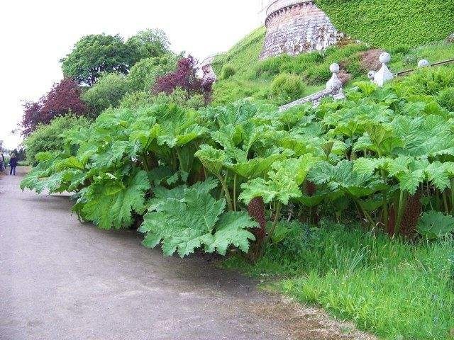 阳台|世界最大的叶子是它,1片能给10人遮雨,阳台种一盆就挤爆!