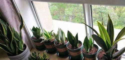 修剪|4种花卉耐旱、好养活,在家盆栽30天浇水一次,植株越长越旺