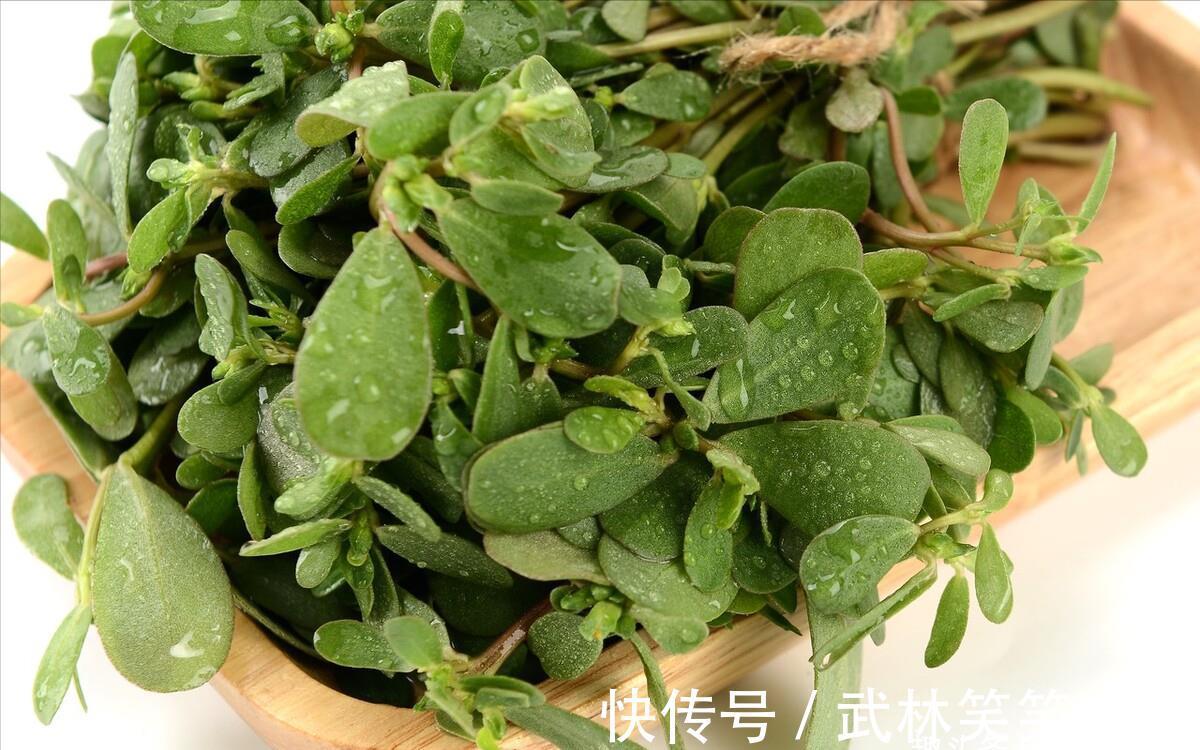 焯水|马齿苋,别再焯水排酸了,教你一招,鲜美好吃,不苦不涩不发酸