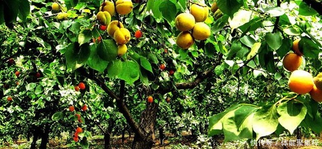 光绪年间|她今年133岁,出生于清朝光绪年间,爱吃的东西平常人很难吃下