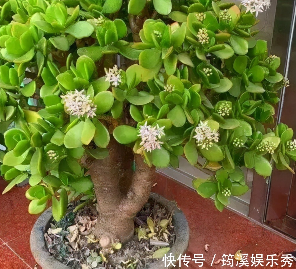 5种“大叶花”轻易不开花,开花就带“好兆头”,养一盆你就赚