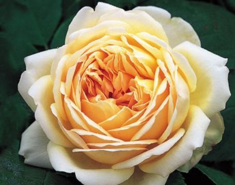 新手养花,不如养盆花中精品“无名的裘德”盛开金灿灿,水果花香