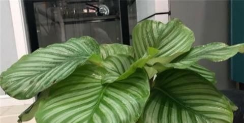 别养绿萝了,2种花超耐阴,采光不好也能长得好,叶子浓绿盆盆爆