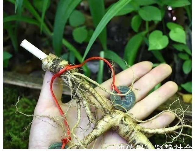 是真的吗|传言千年人参会“跑”，这是真的吗？为啥挖人参要绑“红绳子”？