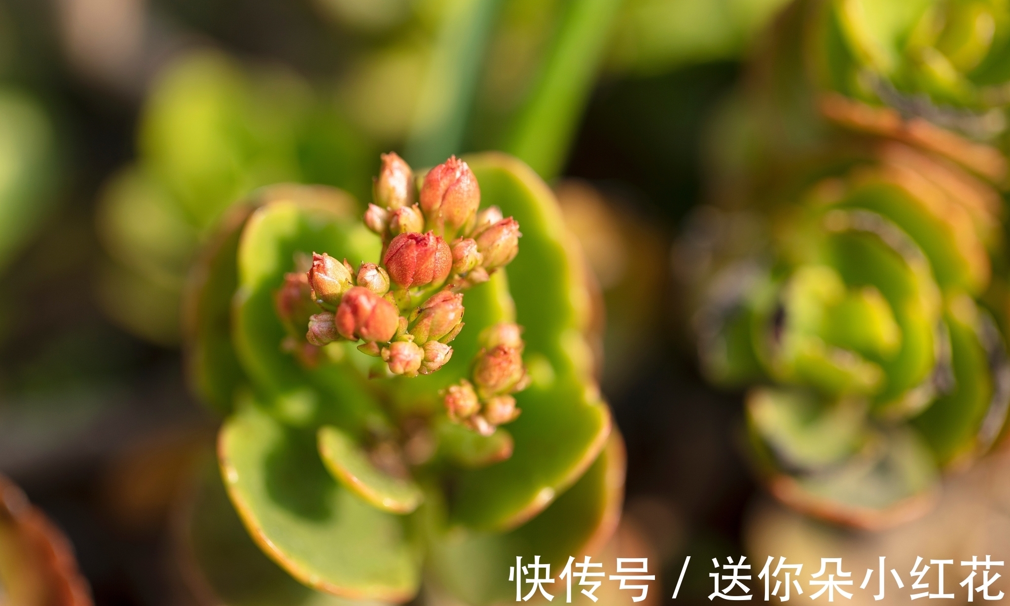 花草在精不在多！秋冬备齐这“3种”，每天都能有花欣赏