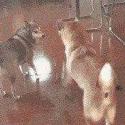 |搞笑GIF:原来我们讨厌的不是广场舞 而是那些大妈