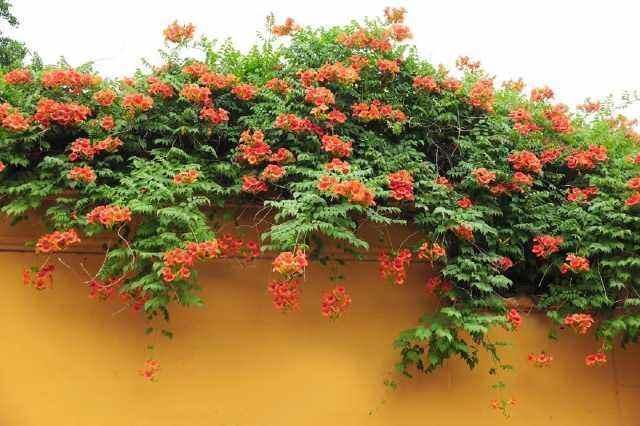 熟悉而陌生的“凌霄花”,掐个枝埋花盆,几年吃掉你的房,太猖狂