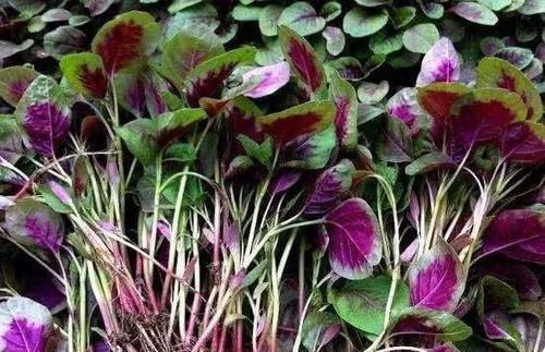 准确|中国农村最好吃的野菜,全吃过的人不多,你能准确叫出名字吗