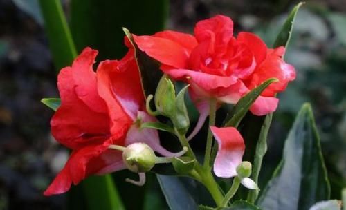  浓郁|4款花号称“开花机器”，全年都开花，花香浓郁，太美了