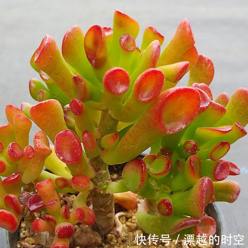 3种花自带“财气”,家里养一盆,财源广进、日子越来越红火