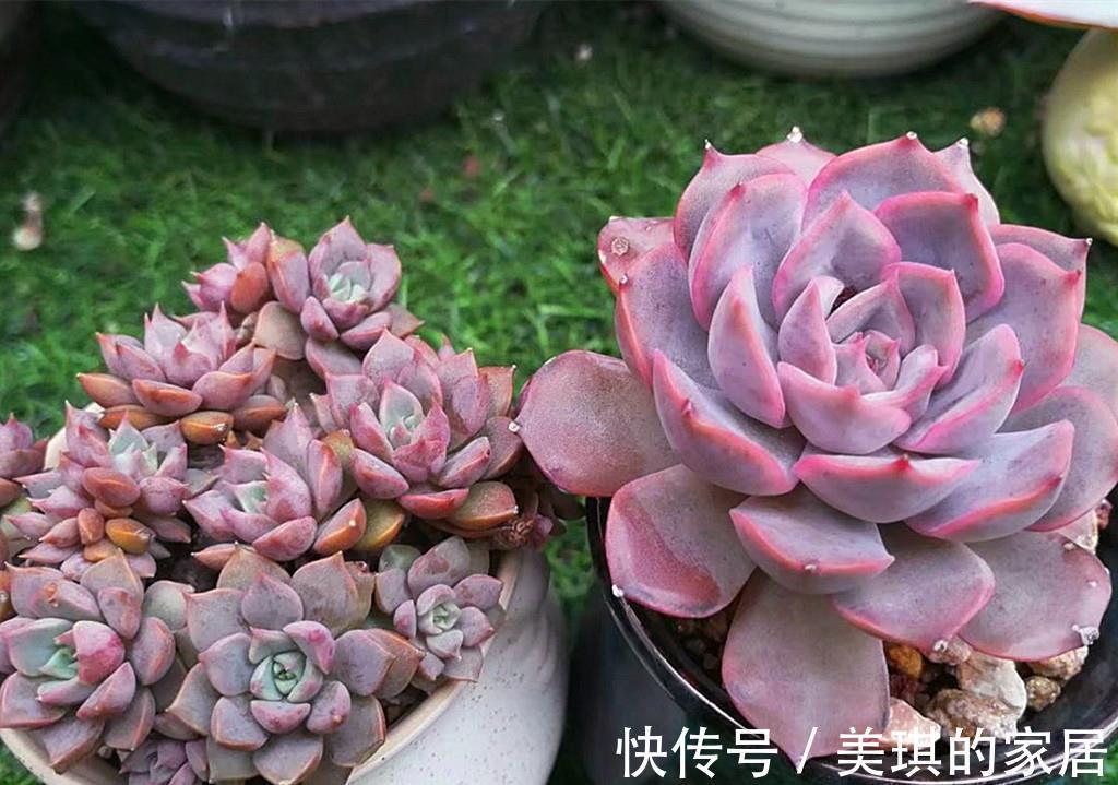 代表团|如果把多肉分成5大色系，各大色系优秀品种，会让肉友们爱不释手
