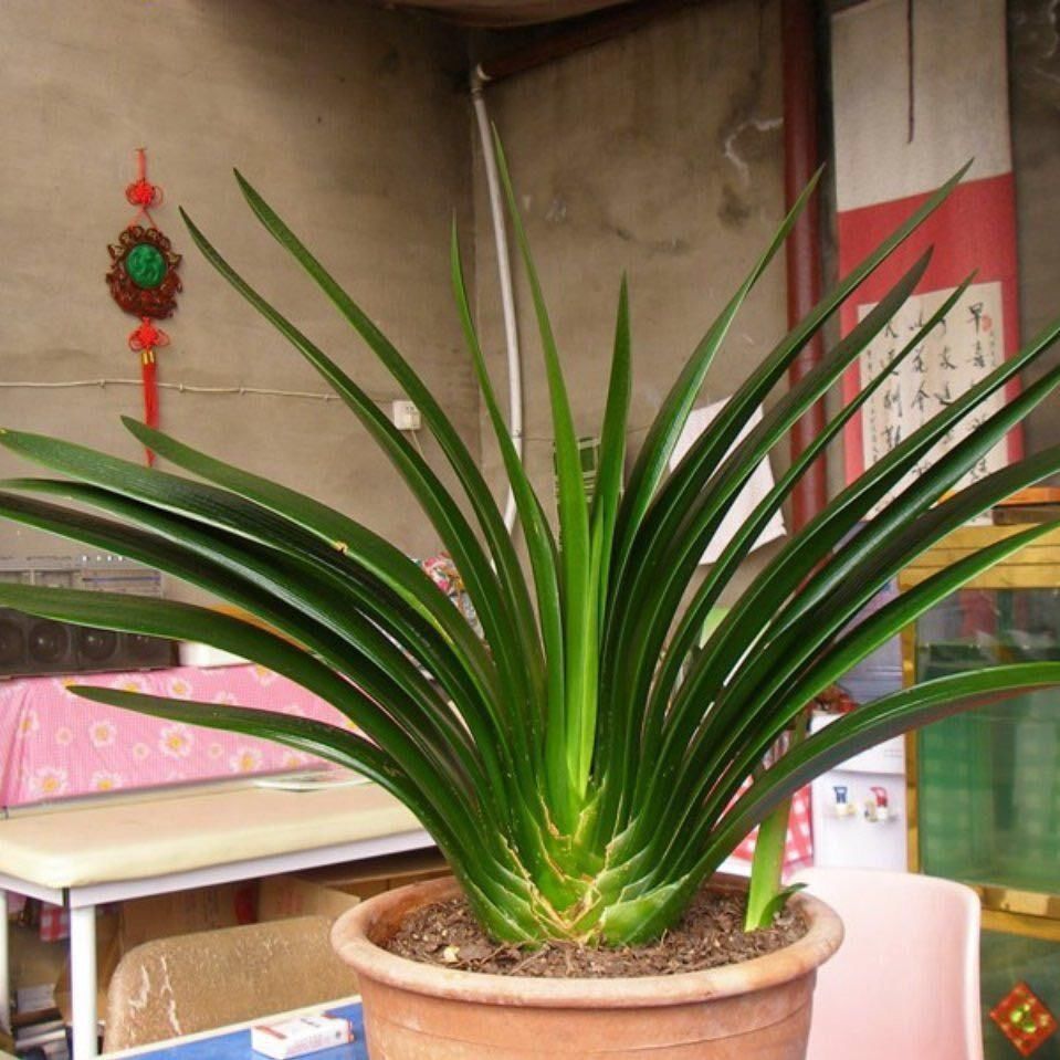 君子兰、蟹爪兰钟爱的这种水，冬天来一杯，花苞爆增