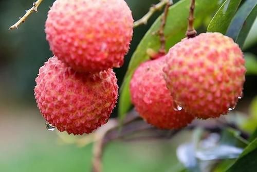 对身体很好的几种食物，每天吃一些，美白护肤，皮肤光滑细腻