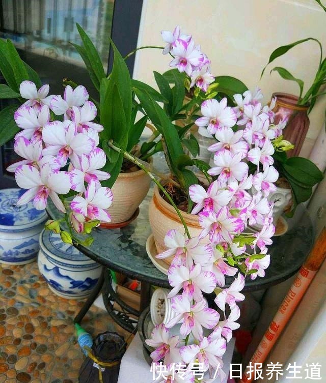 花卉|5种花,因有“独特用处”而被忽略颜值,其实养在家里开花特漂亮!