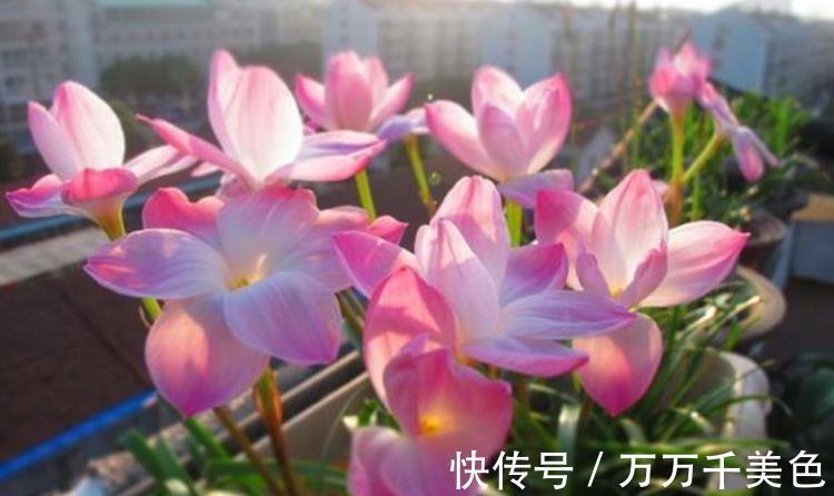 花色|农历7月29日开始,养花养个耐看的,好养易开花,花色繁多易爆盆