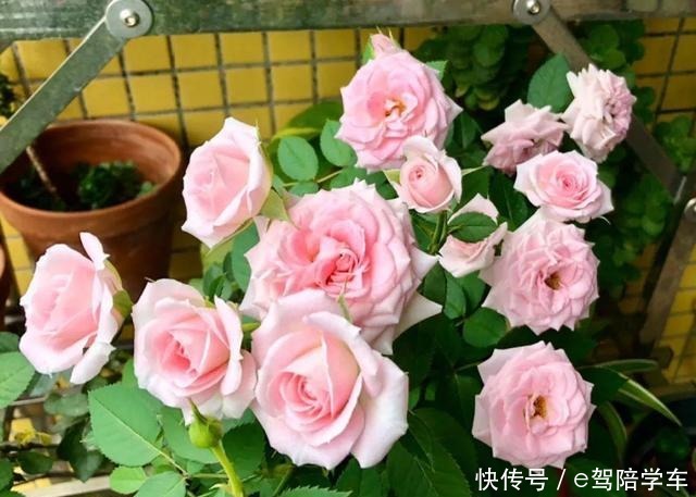 公认难养的6种花,新手慎买,养不活还浪费钱!
