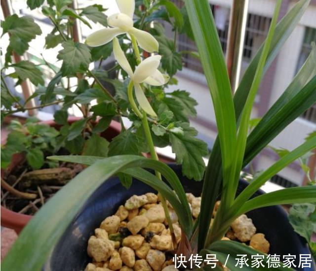 土壤|天气转凉,室内养兰花,该注意什么?盆栽谨记4点长势猛