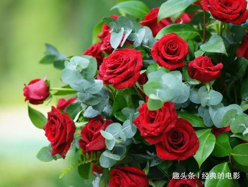 此花被称为“液体黄金”，在我国是侠客的象征，也是世界爱情之花