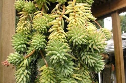 养了两年的千佛手,不长侧芽,直接砍了,结果爆了很多侧芽