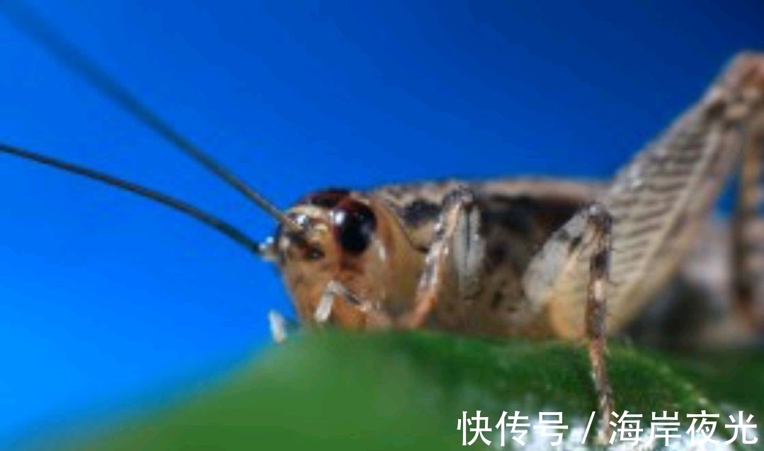 露叶#野渡征联78期:天上乌篷耕绿水,征诗征对,并优秀作品41副选登