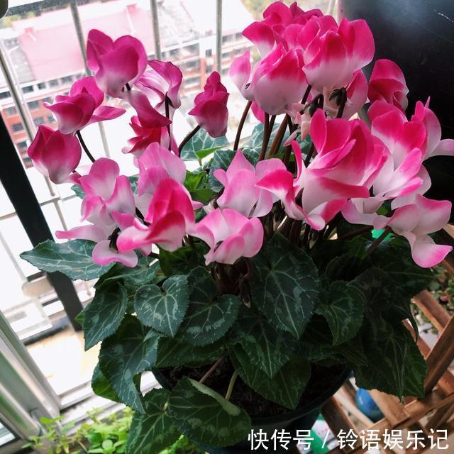 8种“坑人花”,过年谨慎入,没有“高技术”,养一盆枯一盆