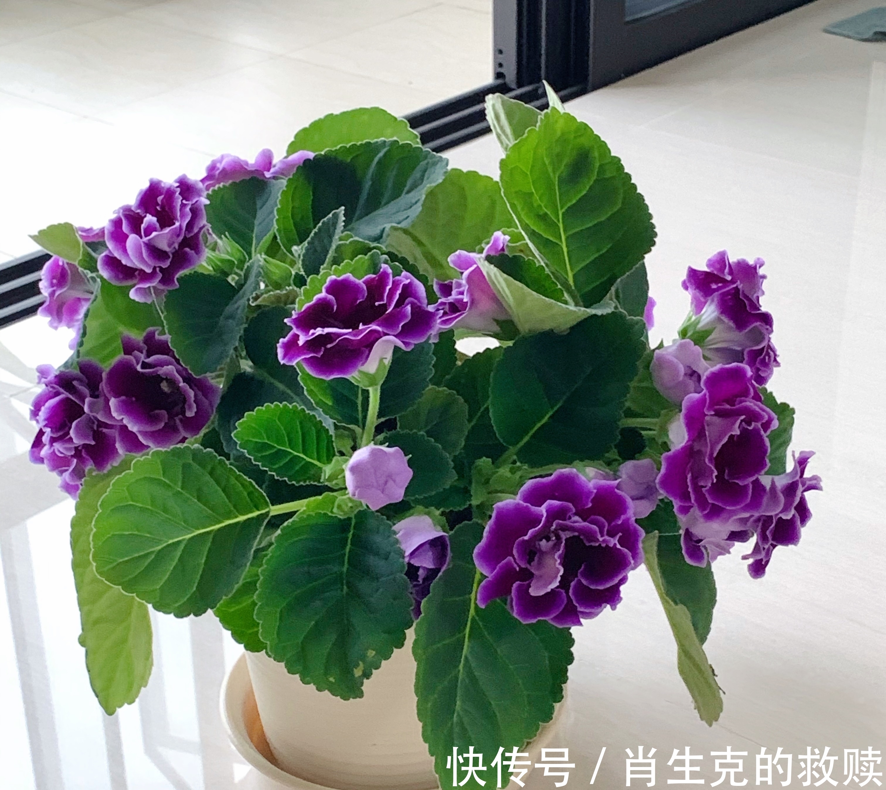 家里养盆“假牡丹”，切碎叶子也“生娃”，堪称阳台“富贵花”