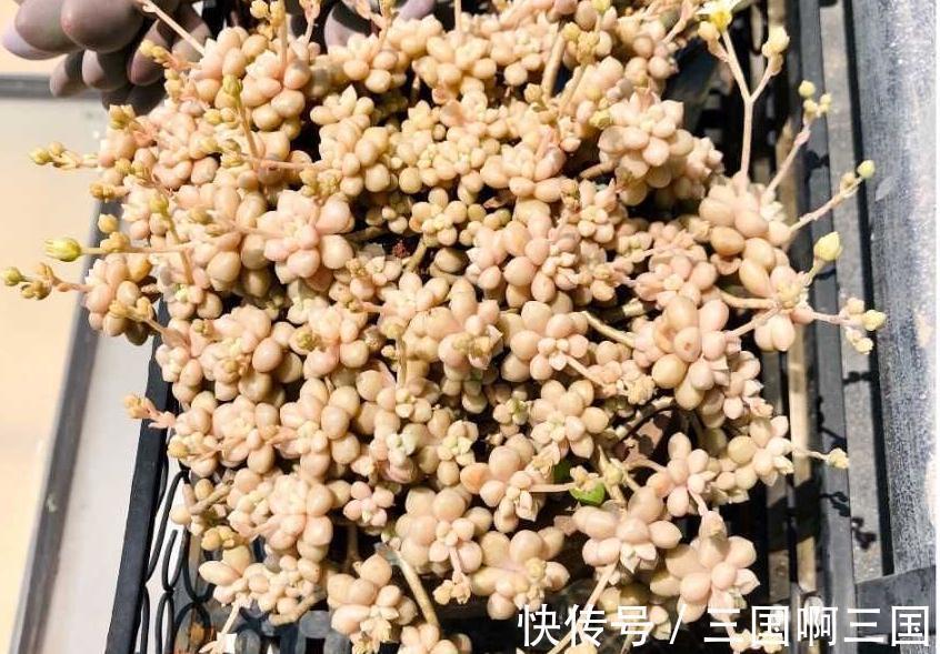 姬秋丽怎么养？不要宠、多露养，轻松养出繁茂完美的状态