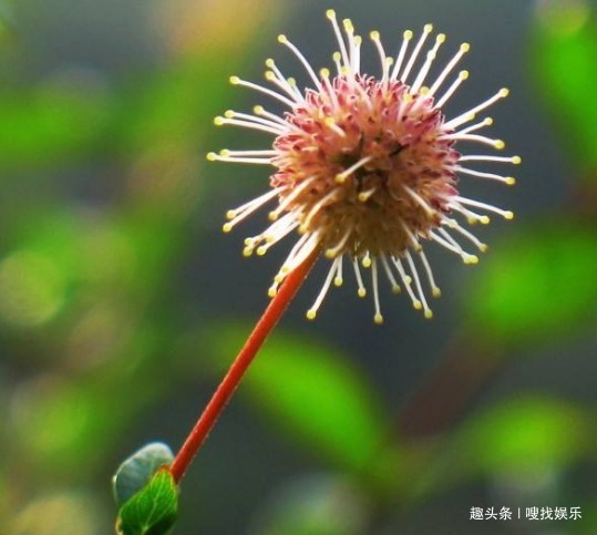此花花姿别致,宛若受到神灵启发般晶莹剔透,呈现出秀丽夺目之感