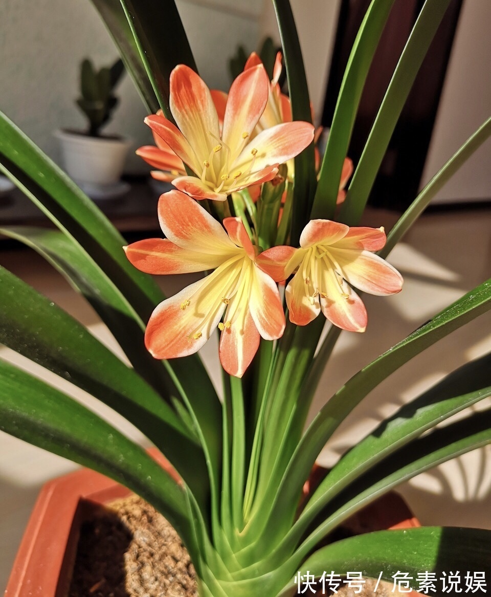 秋天养花，切忌“乱施肥”，4个“错误”要避免，要不谁也养不活