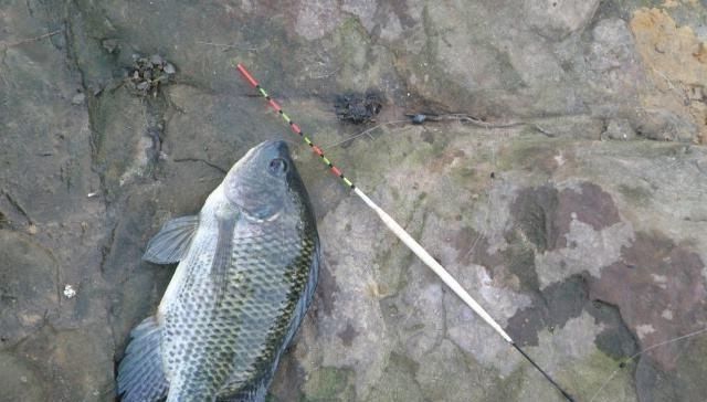 经常钓到这种鱼,却不知道叫什么,看着像罗非鱼,但我知道它不是