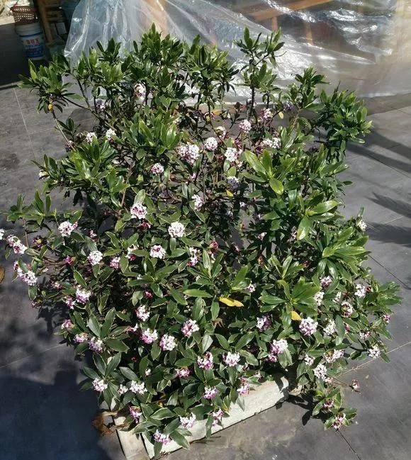 浇水|这3种花上档次,阳台养一盆,开花比香水还好闻