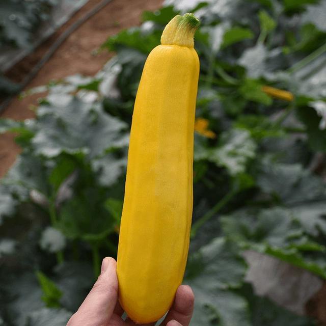 阳台种盆菜,比花还好看,结果还能吃,别提多美了