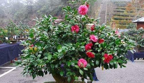 这几种盆栽最适合当传家宝,养一棵能传十代,长寿旺福又聚财